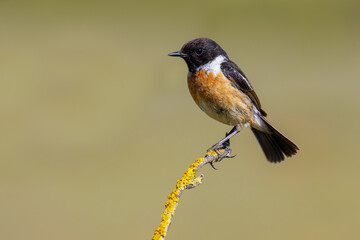 European Stonechat on a branch