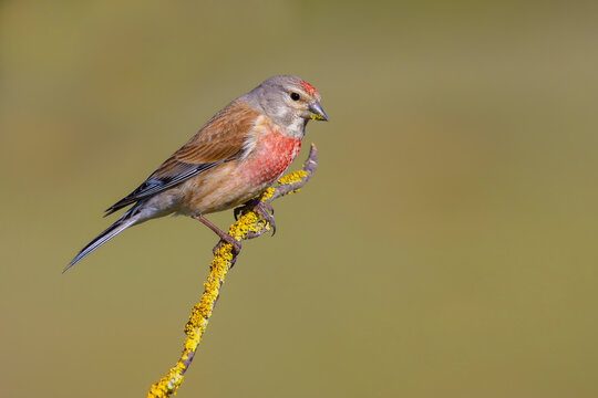 Common Linnet on a branch