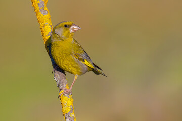Obraz premium European Greenfinch on a branch
