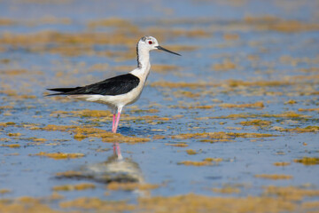 Fototapeta premium Black-winged Stilt on the lake