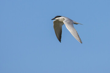 Fototapeta premium Gull-billed Tern over the lake