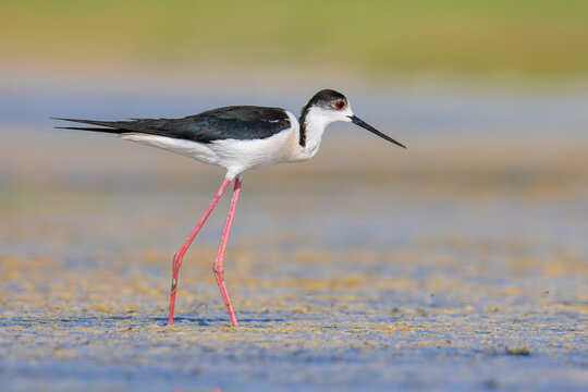 Black-winged Stilt on the lake