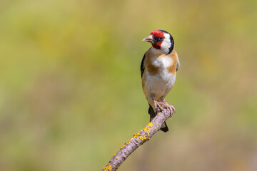 European Goldfinch on a branch