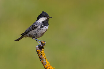 Coal Tit on a branch © Kenan