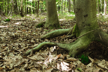 Obraz premium At the foot of a beech tree in a mixed forest.