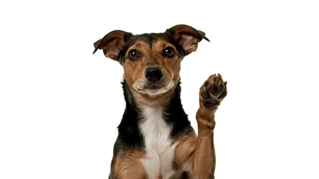 Dog raises paw with studio shot.