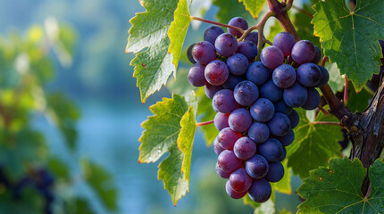 A bunch of purple grapes hanging from a lush green vine with blurred background