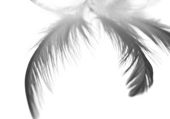 Obraz premium abstract macro photo of delicate white feathers casting long, soft, diffused shadows on a smooth white matte surface, high-key, extensive copy space. concept of light and minimalist serenity