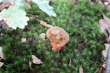 Boletus erythropus brown cap red pore woodland specimen