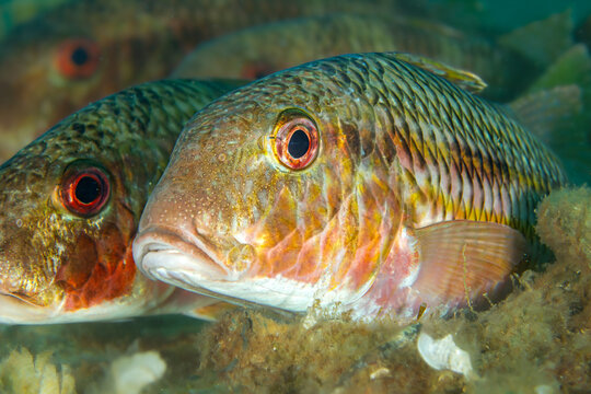 Golden Striped Mullets: A close-up of two Striped Red Mullets (Mullus surmuletus) over the seabed, Tamariu, Spain