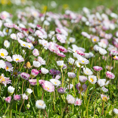 Fototapeta premium Square Spring Meadow Floral Background for Invitations and Templates