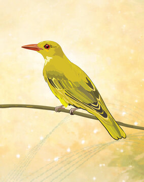 Indian Golden Oriole Bird Sitting on Tree Branch