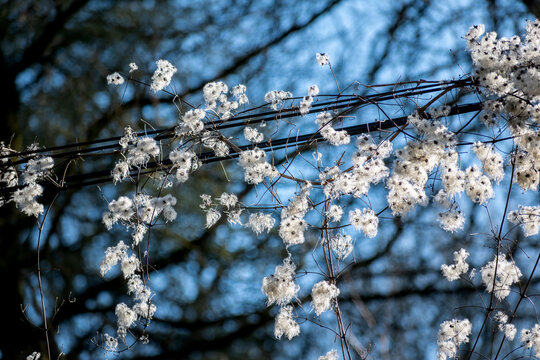 Hedge clematis, climbing shrub, clematis vitalba