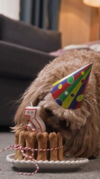 Vertical shot of cute fluffy dog with colourful conic hat licking pate put inside cookie cake while celebrating her third birthday