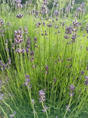 Lavender grows in the field, fragrant flowers.