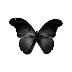 Elegant Black Butterfly Top View Isolated on White Background © Nurnadhiah