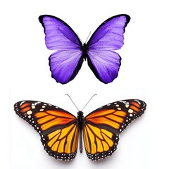 Set of Two Butterflies Blue Morpho and Monarch Butterfly Isolated on White Background © Nurnadhiah