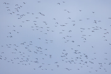 vol de cigognes en migration au-dessus de la plaine du Roussillon © Marc