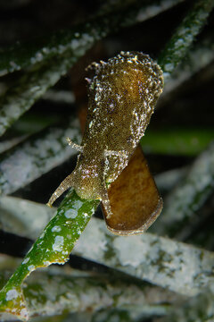 Seagrass Phantom &ndash; Petalifera petalifera on Posidonia