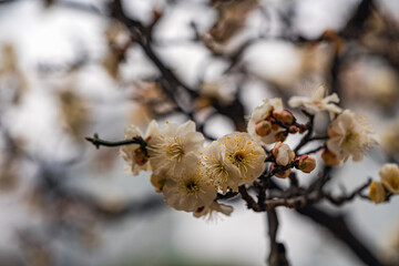 봉은사 매화당 앞마당의 매화-봄이오는 소식-봉은사  강남구. 서울, 대한민국 © wanmo
