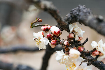 봉은사 매화당 앞마당의 매화-봄이오는 소식-봉은사  강남구. 서울, 대한민국 © wanmo
