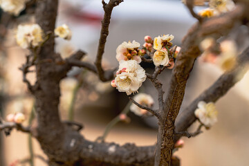 봉은사 매화당 앞마당의 매화-봄이오는 소식-봉은사  강남구. 서울, 대한민국 © wanmo