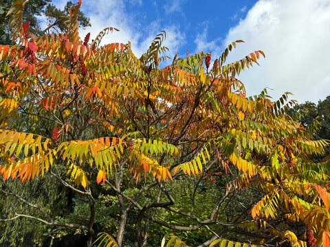 Autumn leaves of Rhus typhina tree. Staghorn sumac.  Stag's horn sumach. Velvet sumac.