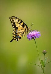 Obraz premium Striking yellow and black swallowtail butterfly delicately sips nectar from a vibrant purple bloom in a peaceful natural meadow setting, wildlife, outdoors, black