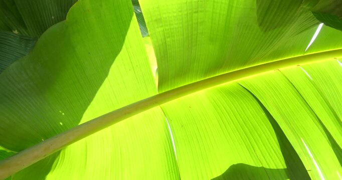 Fresh green banana leaves on the tree, banana leaf background, organic farming
