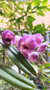 Beautiful purple Vanda orchid flowers with dark spots blooming in the tropical garden nature background.