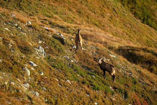 Aerial view of two chamois roam the rugged, grassy slopes, their dark coats contrasting with the sunlit, golden terrain, Vysoke Tatry, Slovakia.