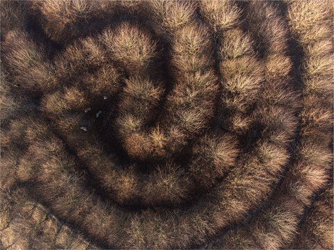 Aerial view of a mesmerizing spiral labyrinth of tightly packed trees, a natural maze painted in earthy browns and muted greens, Cirkelbos, Flevoland, Netherlands.