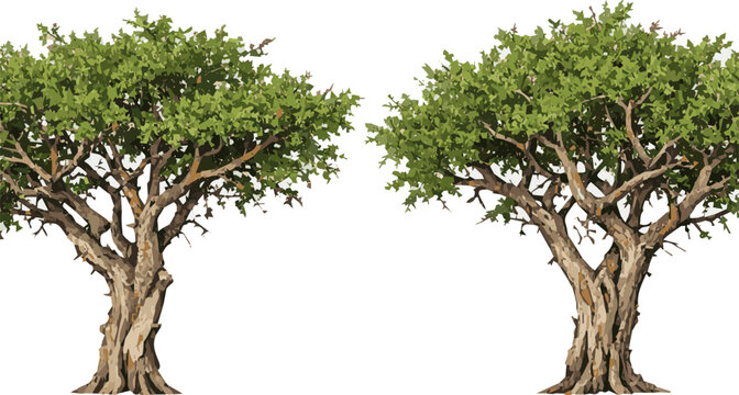 tree on white background