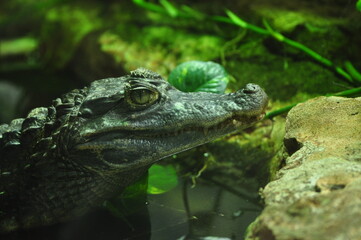 Fototapeta premium Caiman closeup