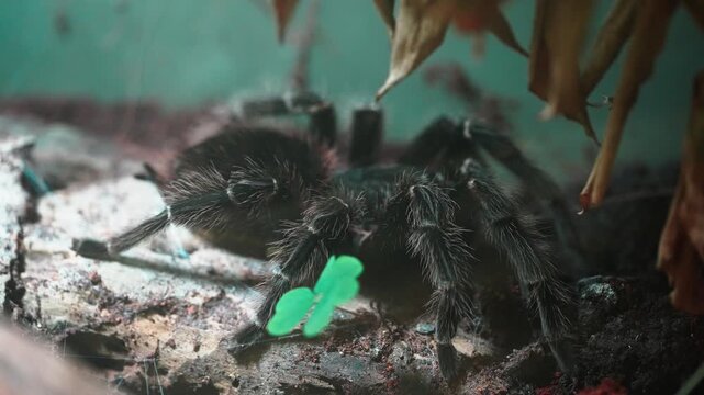 hairy tarantula resting still. Detailed macro videography showcasing the thick legs, fangs, and the terrifying yet fascinating appearance of this large predatory arachnid.