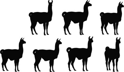 Black silhouettes of llamas and alpacas, cad drawing flat vector illustration of domestic farm animals, south american wildlife animal set © Mehedi