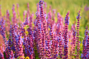 Obraz premium Purple sage flowers blooms in the summer meadow.