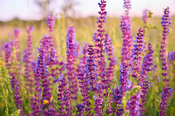 Fototapeta premium Purple sage flowers blooms in the summer meadow.