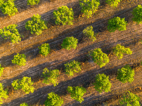 Aerial agriculture orchard plantation rows form a strong pattern across rural landscape in Terra Alta Spain with trees and cultivated farmland lines