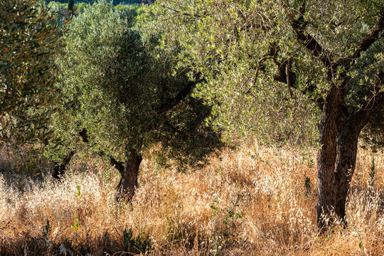Nature surrounds a rural mediterranean landscape where olive grove agriculture thrives in Terra Alta Catalonia Spain with trees grass and calm countryside