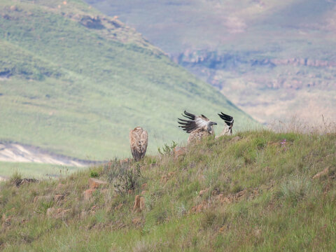 A group of Cape vulture - Gyps coprotheres -, also known as Cape griffon and Kolbe's vulture, sitting on a green grass hill in the Golden Gate Highlands National Park, Clarens, South Afric.a