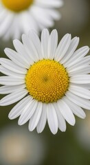 Fototapeta premium A delicate macro photograph captures the pristine details of a lone chamomile flower head, highlighting the yellow disc florets and white ray petals, background, herbal, innocence