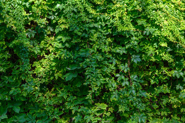 Building Wall Covered with Wild Grape Vines