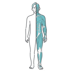 シニア男性の人体図・筋肉と表面の比較イラスト（正面・半身筋肉）