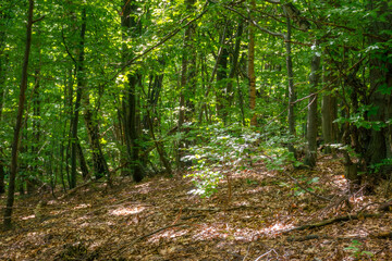 Obraz premium walking through beech forest in summer. large old trees in lush green foliage. primeval deciduous woods of transcarpathia. peaceful place on a sunny day in dappled light. european ecosystem