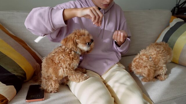 Woman teaching patience to puppies with treats on couch