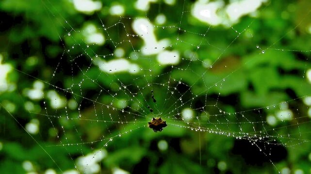 Intricate spider web with sparkling rain droplets suspended in a lush green natural environment.