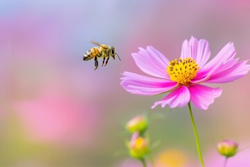 Fototapeta premium Bee gathers nectar from pink flower in a garden during a sunny day in spring