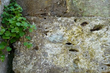風化したブロック塀のテクスチャ
