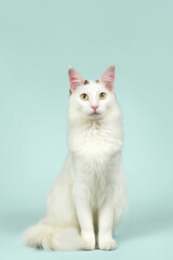 Obraz premium White cat sitting calmly in front of light blue background during indoor photo shoot session